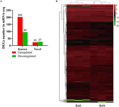 Whole Transcriptome Analysis of Chicken Bursa Reveals Candidate Gene That Enhances the Host’s Immune Response to Coccidiosis